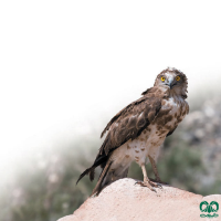 گونه عقاب مارخور Short-toed Eagle